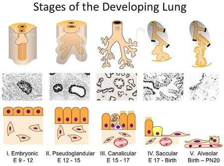 Stages of the Developing Lung.